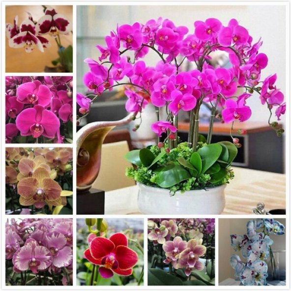 DAY 10 Adet 10 FARKLI Renk Phalaenopsis Orkide Tohumu + 10 Adet HEDİYE K.RENK KÜPE ÇİÇEĞİ Tohumu