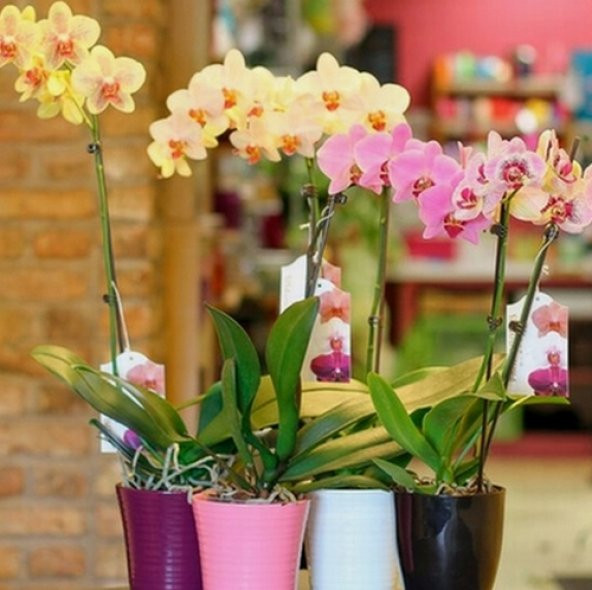 DAY 100 Adet 10 FARKLI Renk Phalaenopsis Orkide Tohumu + 10 Adet HEDİYE K.RENK KÜPE ÇİÇEĞİ Tohumu