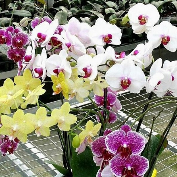 DAY 10 Adet 10 FARKLI Renk Vanda Orkide Tohumu + 10 Adet HEDİYE K.RENK KÜPE ÇİÇEĞİ BİTKİSİ Tohumu