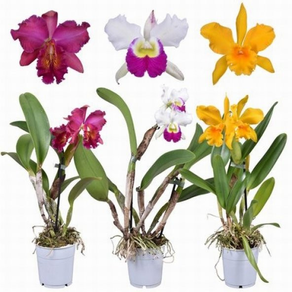 DAY 100 Adet 10 FARKLI Renk Cattleya Orkide Tohumu + 10 Adet HEDİYE K.RENK Gazanya ÇİÇEĞİ Tohumu