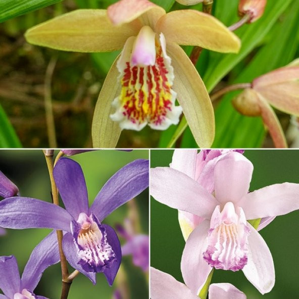 DAY 100 Adet 10 FARKLI Renk Vanda Orkide Tohumu + 10 Adet HEDİYE K.RENK K.KALP ÇİÇEĞİ Tohumu