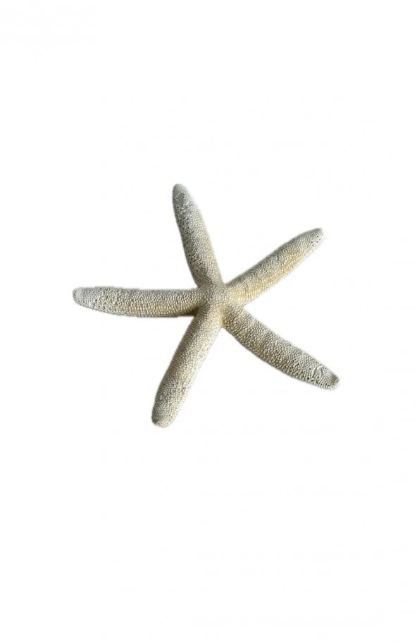 Doğal Parmak Deniz Yıldızı 15-20cm