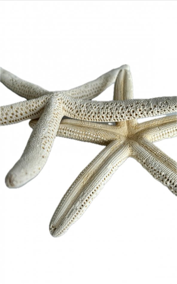 Doğal Parmak Deniz Yıldızı 15-20cm - 2