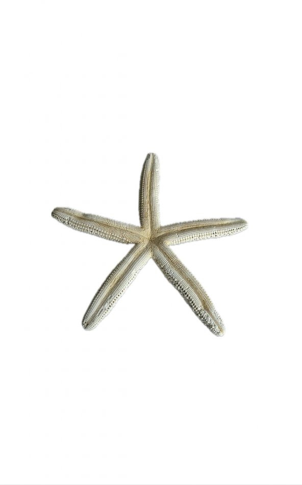 Doğal Parmak Deniz Yıldızı 15-20cm - 3
