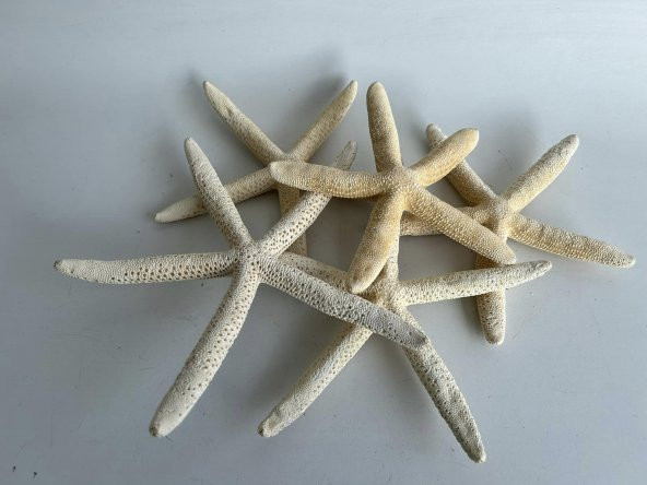Doğal Parmak Deniz Yıldızı 15-20cm - 5