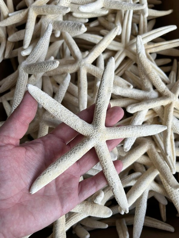 Doğal Parmak Deniz Yıldızı 15-20cm - 6