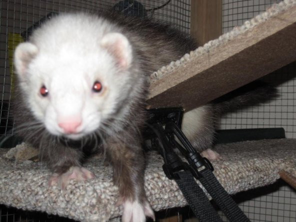 Ferret Hamak Braketi Plastik Aparat - 1