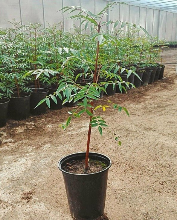 Tüplü Ucb 1 Antep Fıstığı Anacı Fidanı (10 Adet) ürün görseli