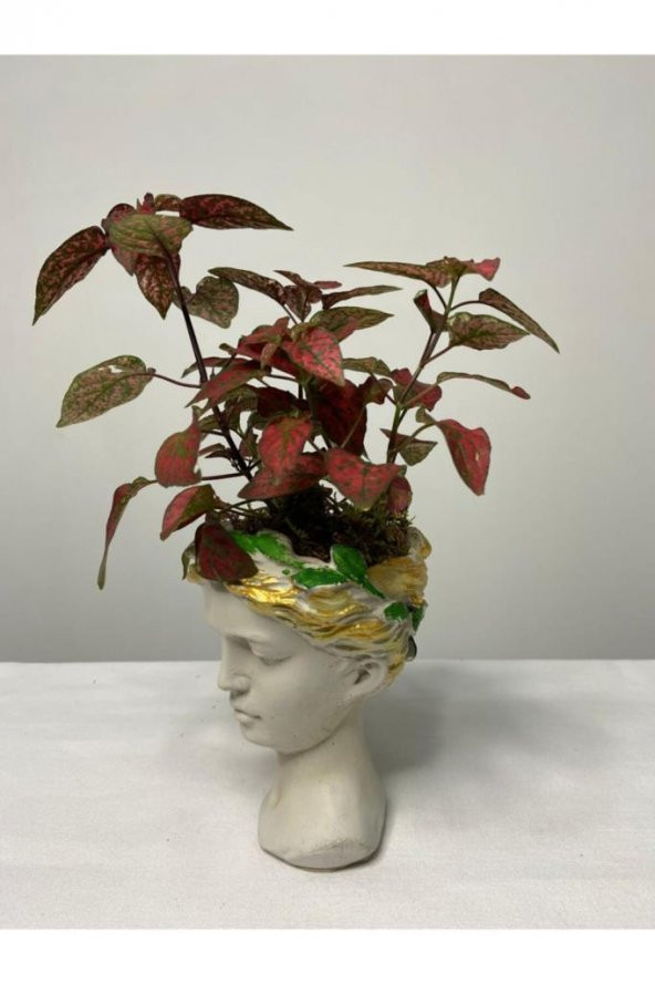 Hypoestes Hostes Çiçeği Kırmızı Benek 10-20 Cm - 2