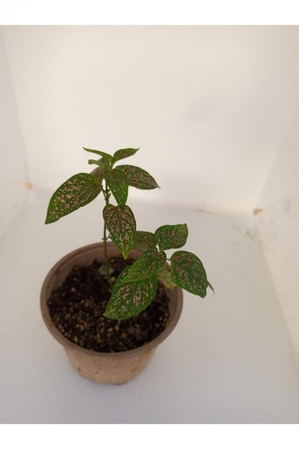 Fittonia Hostes Çiçeği Yeşil Yaprak Pembe Benek 10-20 Cm