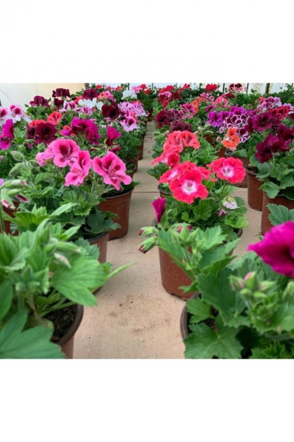 Ceylan Gözü Sardunya Çiçeği Fidanı Açık Pembe 10-20 Cm - Resim 2