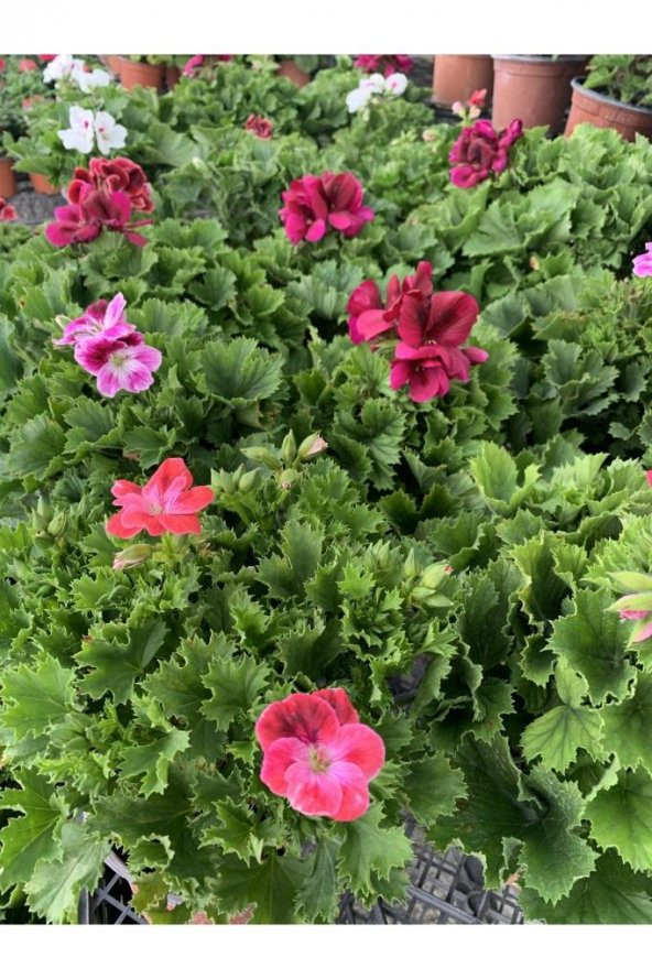 Ceylan Gözü Sardunya Fidanı Fuşya 10-20 Cm - 2