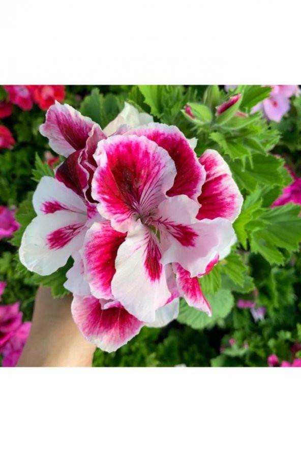 Ceylan Gözü Sardunya Fidanı Pembe Beyaz 10-20 Cm