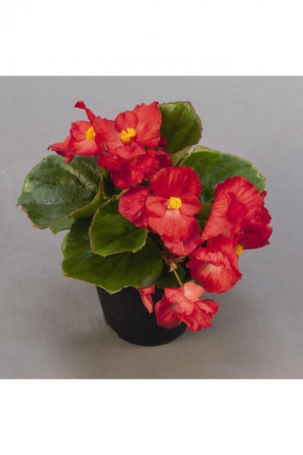 Kırmızı Renk Begonya Çiçeği 10-20 Cm