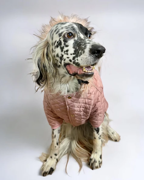 Pink Comfly Köpek Montu, Orta ve Büyük Irklar için - Resim 2