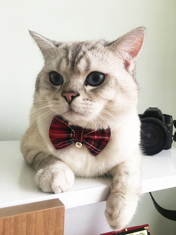 Ayarlanabilir Papyonlu Kedi Tasması (Çınçınlı)
