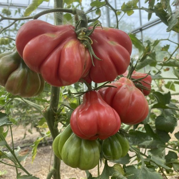 Etli Çizgili Tlacolula Pembe Domates Tohumu (15 Tohum)