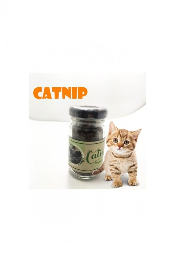 Catnip Doğal Kedi Otu - Kedi Nanesi