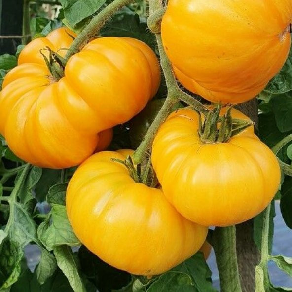 Big Yellow Domates Tohumu (15 tohum)