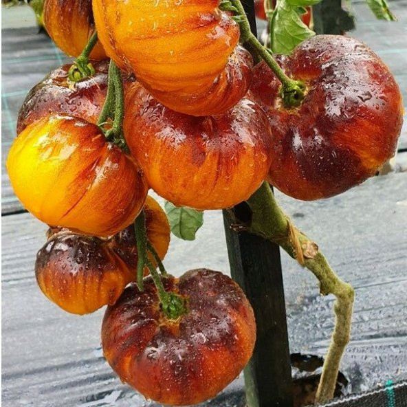 İri Etli Meyveli Wolverine Domates Tohumu (15 tohum) - 2