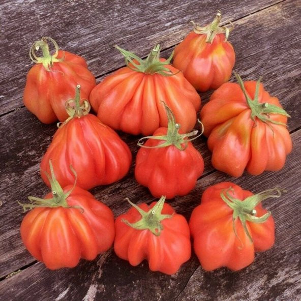 Kıvrımlı Etli Tlacolula Pink Pembe Domates Tohumu (15 tohum) - 4