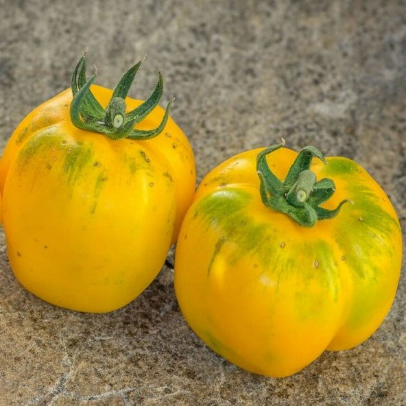 İllusia Sarı Etli Domates Tohumu (15 tohum) - 3