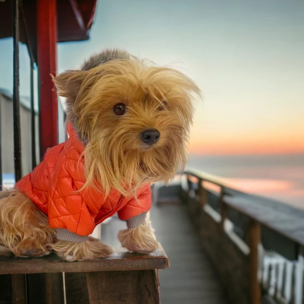 Luxy Orange Köpek Montu, Köpek Ceketi, Köpek Dış Giyim - 9