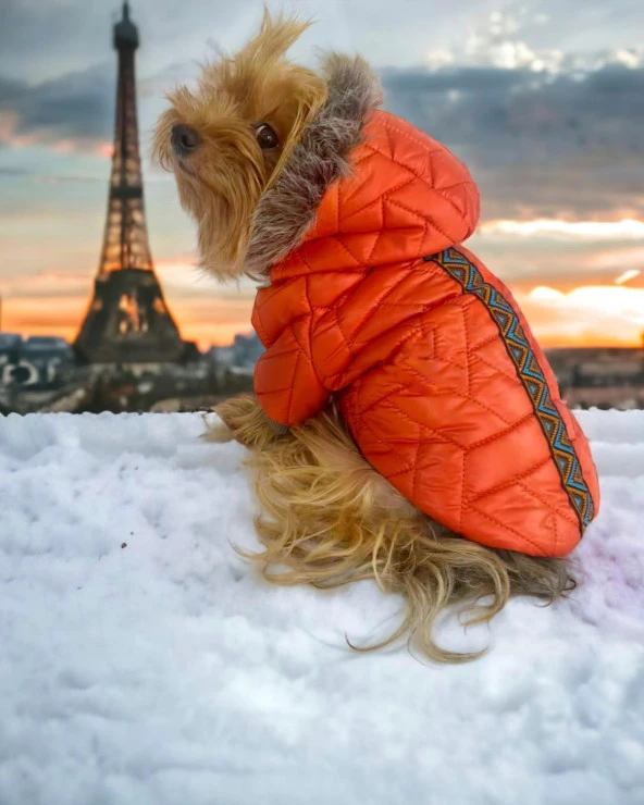 Luxy Orange Köpek Montu, Köpek Ceketi, Köpek Dış Giyim