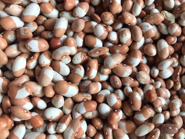 Yerli Ata Tohumu Sırık İstanbul Boncuk Ayşe Fasulye 25 Gr ürün görseli 1