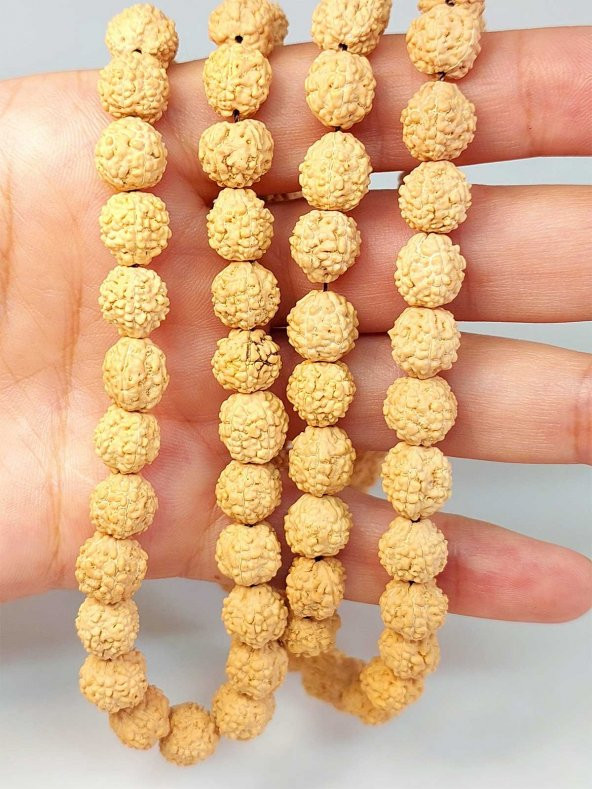 Açık Renk Süt Rudraksha Tohum Dizi 8-9mm aralığı (Mala yapımı için) 108 lik