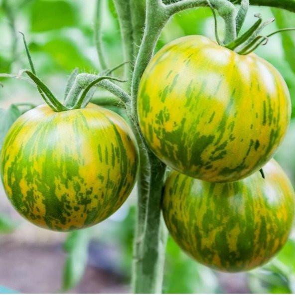 Nadir Çizgili Green Zebra Domates Tohumu (15 tohum)