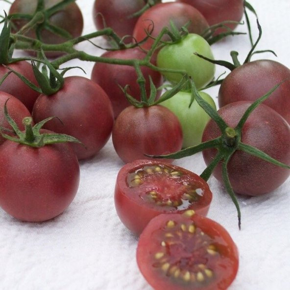 Çikolata Cherry Domates Tohumu (15 tohum) - Resim 2