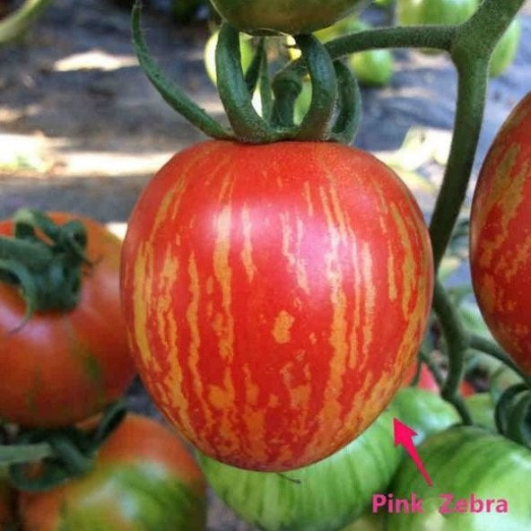 Etli Pink Zebra  Domates Tohumu (15 tohum) - 2