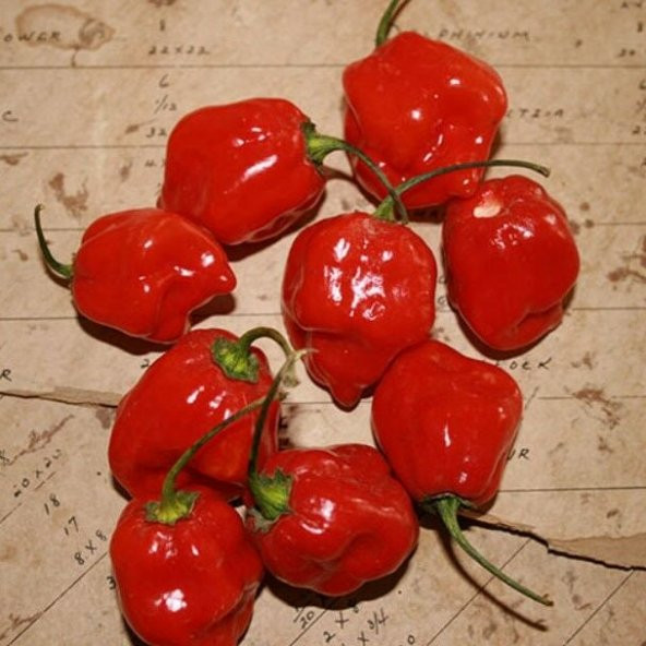 Habernero Red  Small Çok Acı Biber Tohumu(15 adet)