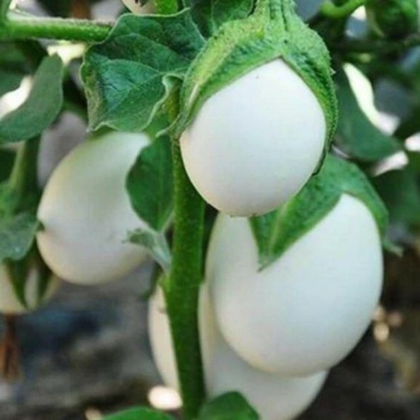Japanese Egg White Etli  Yumurta Patlıcan Tohumu (15 tohum)