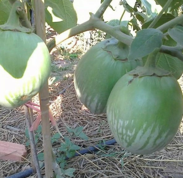 Giant Thai Dev Yeşil Patlıcan Tohumu (15 tohum) - 2