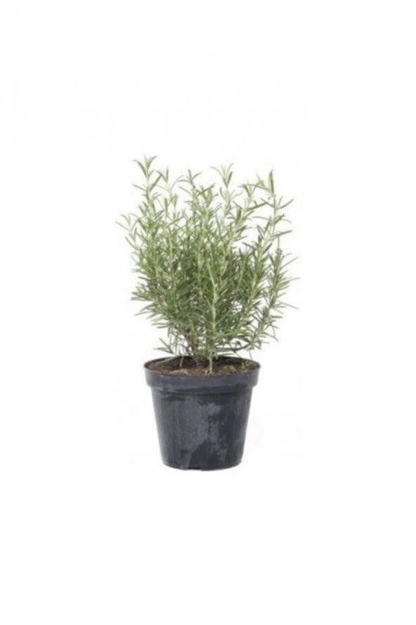 Saksıda Biberiye Fidanı 1 Adet 15-25 Cm (rosmarinus Officinalis)