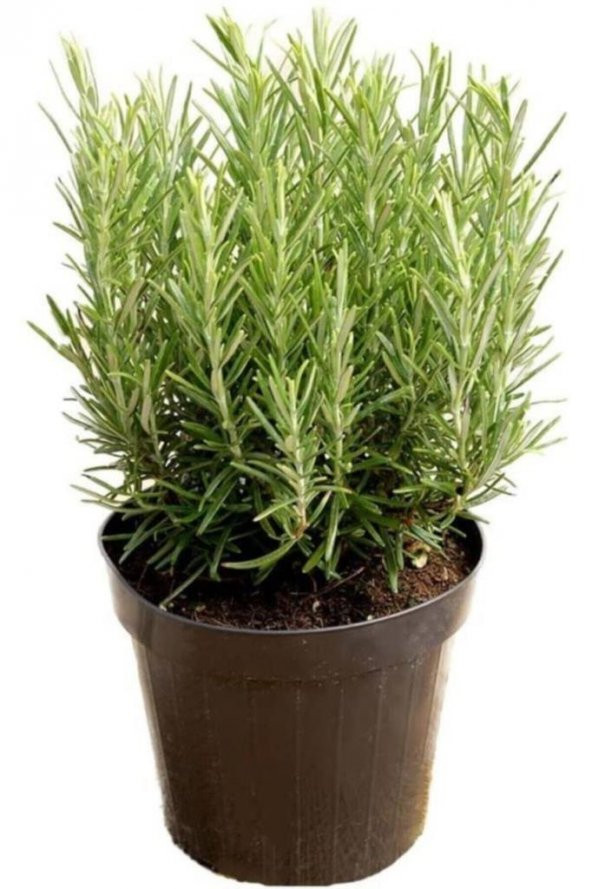Saksılı Biberiye Fidanı 1 Adet 15-25 Cm Rosemary - 1