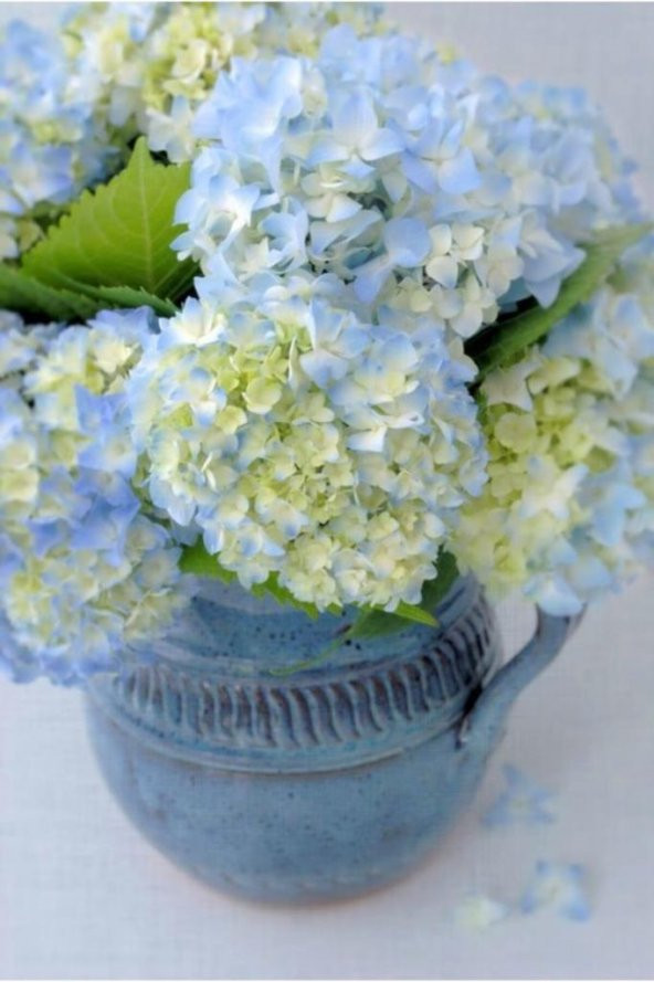 Canlı Ortanca Çiçeği Fidanı Aşılı Tüplü Turuaz Mavisi