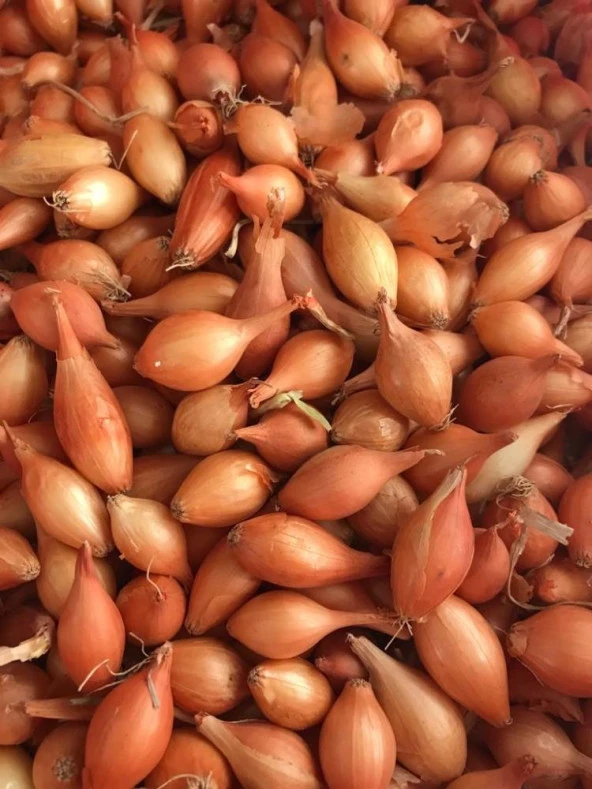 YERLİ ARPACIK SOĞAN 2 NUMARA (500 GR) ürün görseli