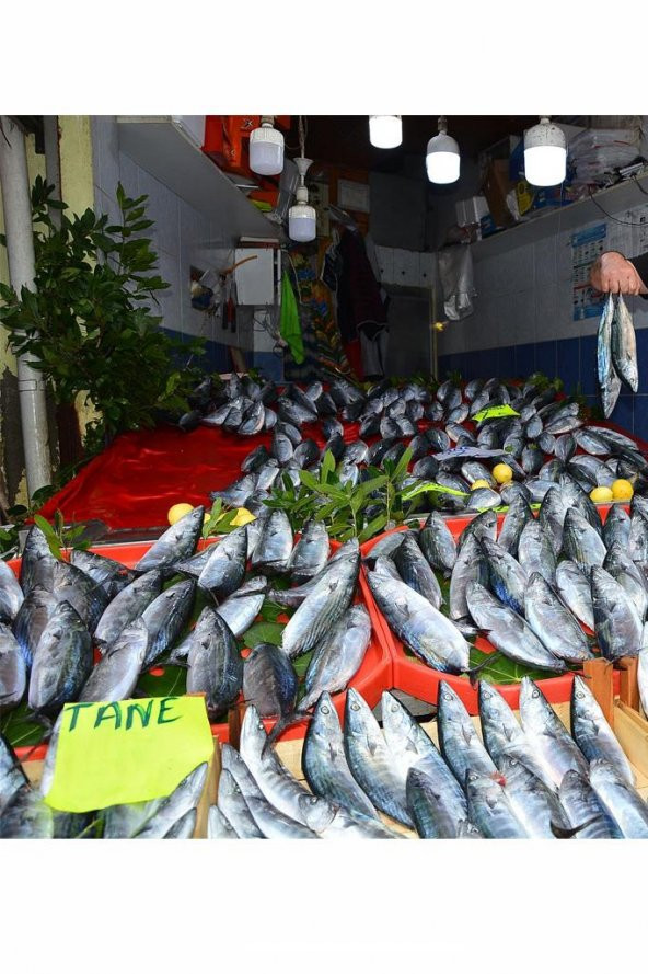 Philips TrueForce 20W Torch Led Ampul Beyaz 6500K Jumbo Pazar Ampulu 13,9 cm - 4