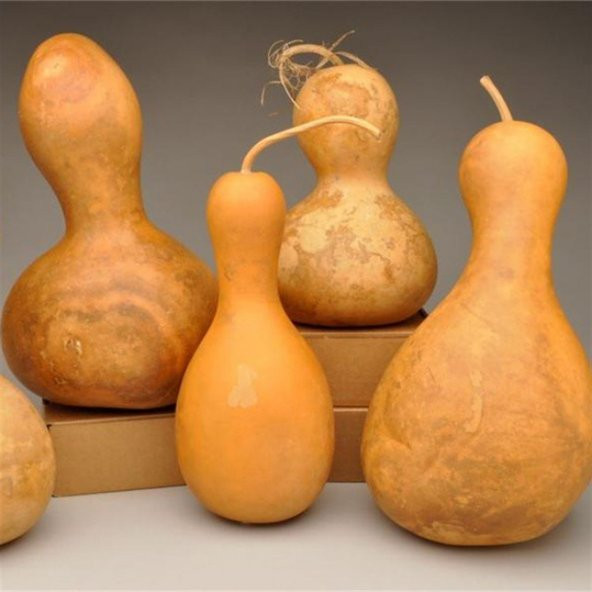 Su Kabağı Tohumu 50 adet Karışık Paket - 2