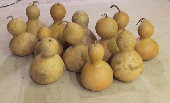 Ham Su Kabağı Midi Boy Okul Etkinlikleri Ve Boyamalar İçin Uygun - 2