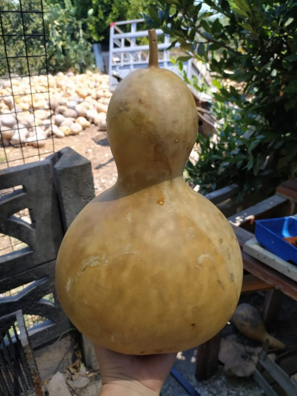 Su Kabağı Büyük Boy Lamba Yapına Uygun Ham Şekilde - 3