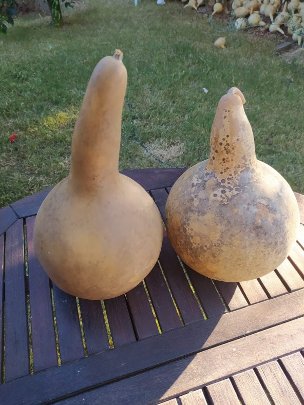 Su Kabağı Büyük Boy Lamba Yapına Uygun Ham Şekilde - 5