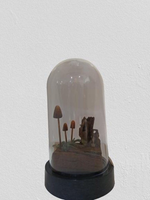 Gaın Dıorama Mushrooms Psılocybe Semılanceata - 2