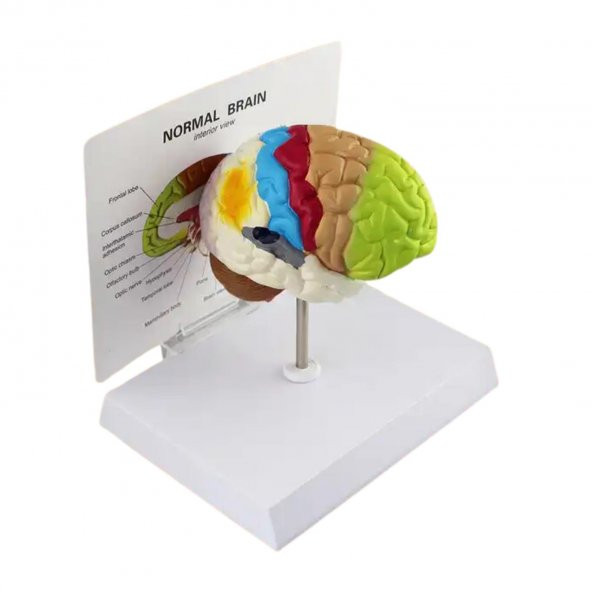 Renkli Beyin Anatomi Maketi Model 47 - 3