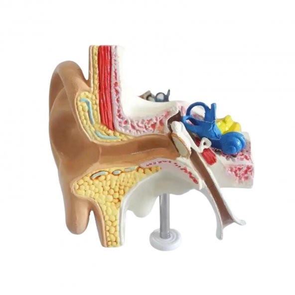 İç Kulak Tıp Eğitim Maketi Model 49 - 2