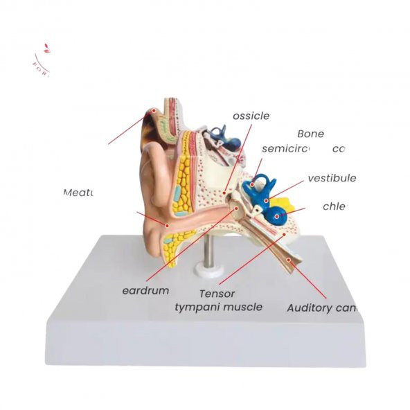 İç Kulak Tıp Eğitim Maketi Model 49 - 3