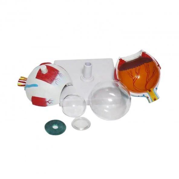 Göz Tıp Eğitim Maketi Model 50 - 3